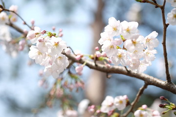 spring cherry blossom