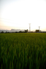 rizières vietnamienne