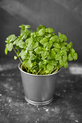 Basil in pot grown at home