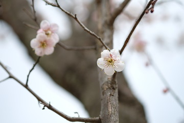 cherry tree blossom