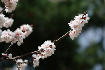 cherry blossom in spring