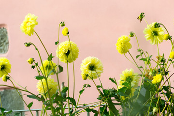 A group of beautiful bright yellow flowers in a outdoor terrace in Italy during a sunny happy day
