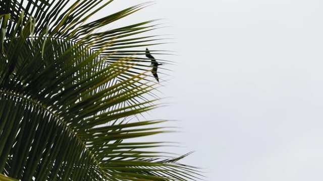 Seagull flying overhead with palm tree leaves blowing in the wind.