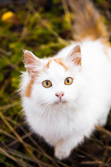 Fototapeta premium White cat on the grass looking in camera