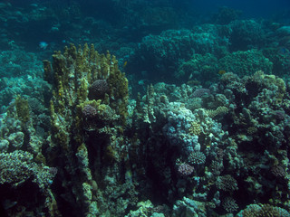 Naklejka na ściany i meble Corals in the Red Sea.
