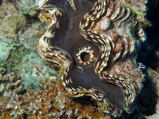 Giant clam in the Red sea.