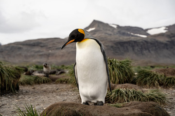 penguin in antarctica