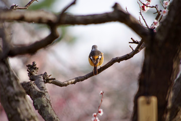 梅とジョウビタキ