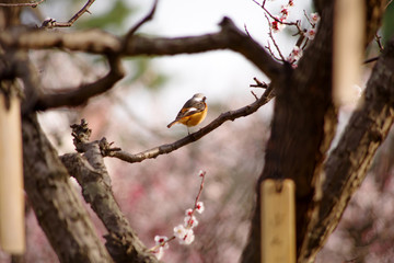 梅とジョウビタキ