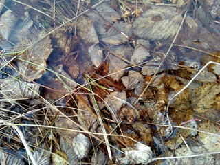 grass in a puddle in the spring macro photo