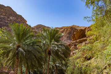 Hike through narrow valley of Wadi Shab in Tiwi near Mascat in Oman
