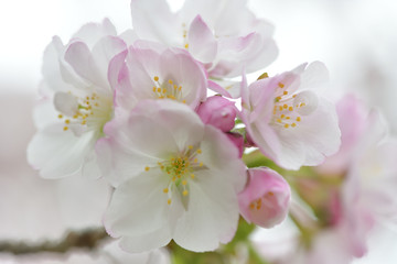 Naklejka na ściany i meble ふんわり優しい春の桜