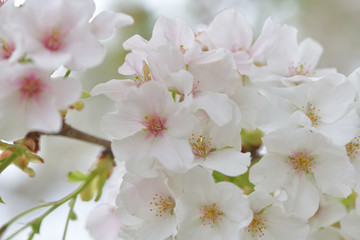 Fototapeta na wymiar ふんわり優しい春の桜