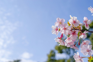 桜　sakura
