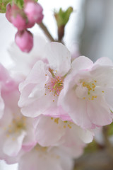 ふんわり優しい春の桜