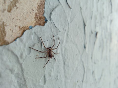 brown spider on an old cracked blue wall in a macro photo