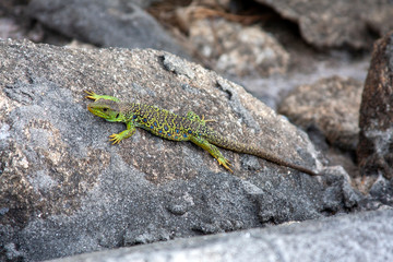 Lagarto Ocelad