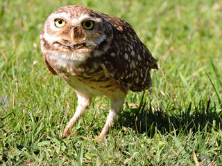 great horned owl in grass