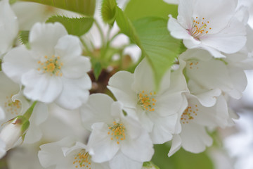 ふんわり優しい春の桜