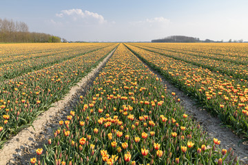 A tulip field is starting to flower in the Netherlands