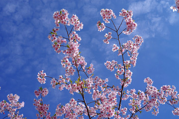 桜　sakura　cherry blossom