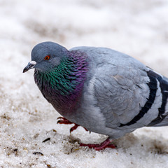 blue pigeon looking for food in the snow close up