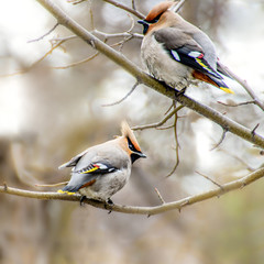 Fototapeta premium a Whistler bird sits on a branch in its natural habitat