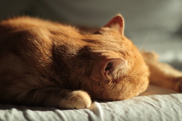 cute red cat sleeping on the bed