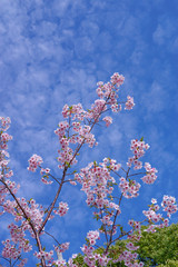 桜　sakura　cherry blossom