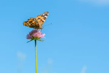 Butterfly on a purple flower against the blue sky. copy space. close up