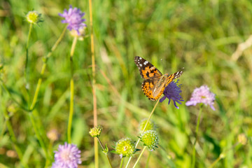 Butterfly on a flower in a field. Butterfly On Grass Field With Warm Light