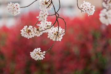 春の綺麗な満開の桜の花