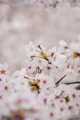 春の綺麗な満開の桜の花