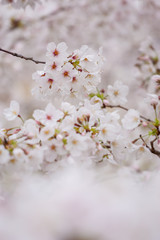春の綺麗な満開の桜の花
