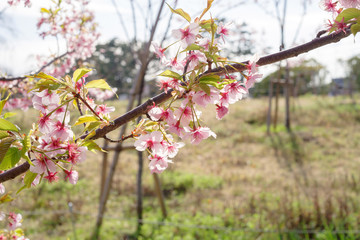 桜　sakura　cherry blossom