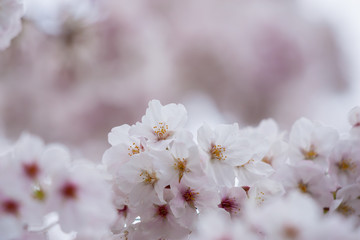 春の綺麗な満開の桜の花