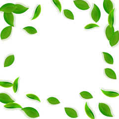 Fototapeta premium Falling green leaves. Fresh tea neat leaves flying