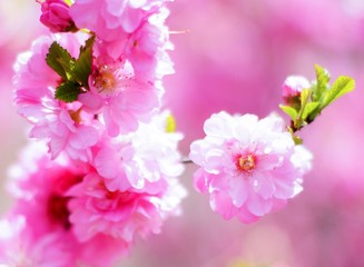 ветка сакуры 