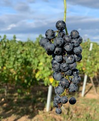 Weintrauben in der Pfalz
