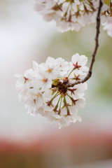 春の綺麗な満開の桜の花