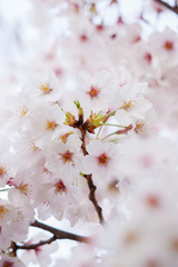 春の綺麗な満開の桜の花