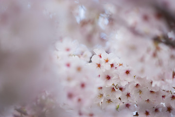 春の綺麗な満開の桜の花