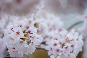 春の綺麗な満開の桜の花