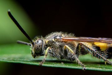 Close up of the Vespa Tropica on green leaf in the forest with green background. The wasp on green leave in the garden.