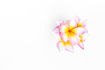 Colorful plumeria flower isolate on white background, flower background, spring season concept