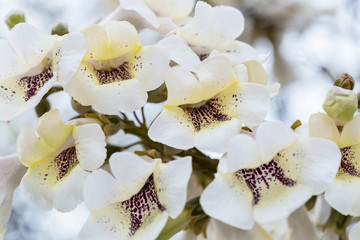 Fototapeta na wymiar flowers of paulownia