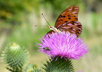 mariposa flor rosa