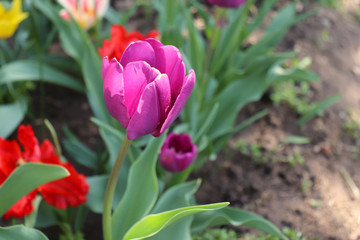 Tulips in the garden. Shot of tulips in bloom is working correctly with the green background. Spring background.Blooming, spring, flora. Flowers photo concept.