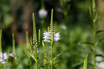 White flowers on the green background.