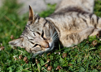 Little kitten lying in green grass in spring